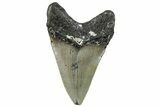 Serrated, Fossil Megalodon Tooth - North Carolina #295101-1